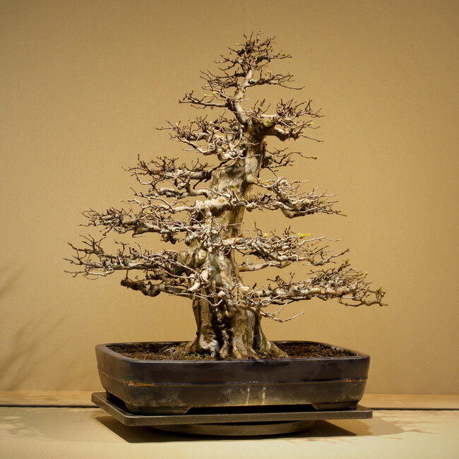 Pseudocydonia sinensis, 65 cm, ± 35 ans, avec une conicité et une ramification exceptionnellement bonnes, sans cicatrices, dans un pot artisanal mais endommagé de Yamafusa