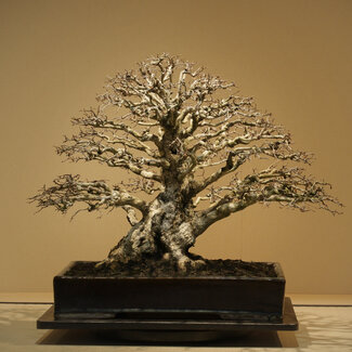 Namako Nakawatari Carpinus coreana, 52 cm, ± 50 anni