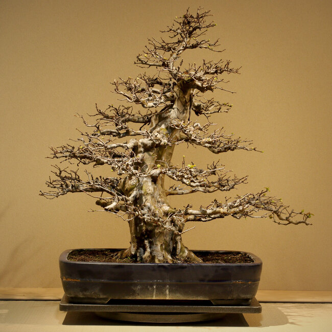 Pseudocydonia sinensis, 65 cm, ca. 35 Jahre alt, mit außergewöhnlich gutem Wuchs und Astansatz, ohne Narben, in einem handgefertigten, aber beschädigten Topf von Yamafusa