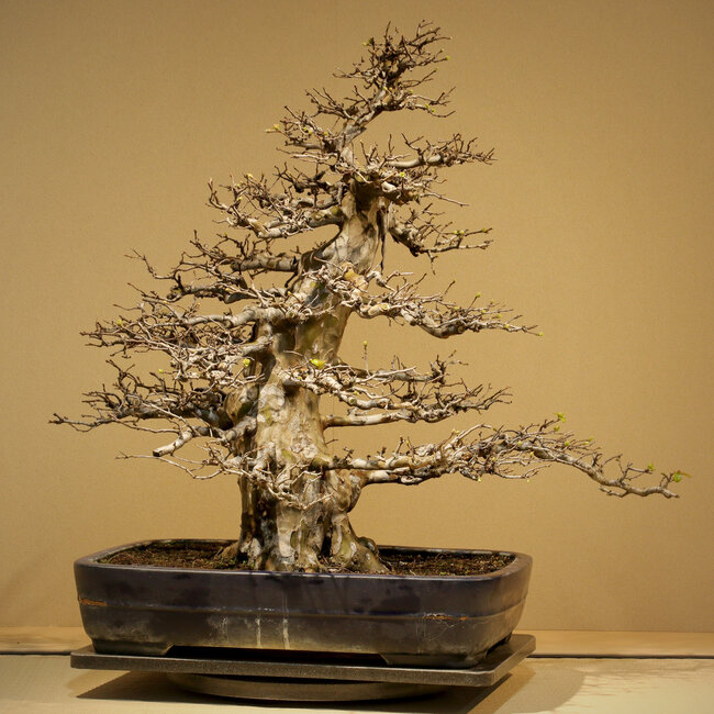 Pseudocydonia sinensis, 65 cm, ± 35 anni, con una conicità e un'allegagione dei rami eccezionalmente buone, senza cicatrici, in un vaso fatto a mano ma danneggiato da Yamafusa