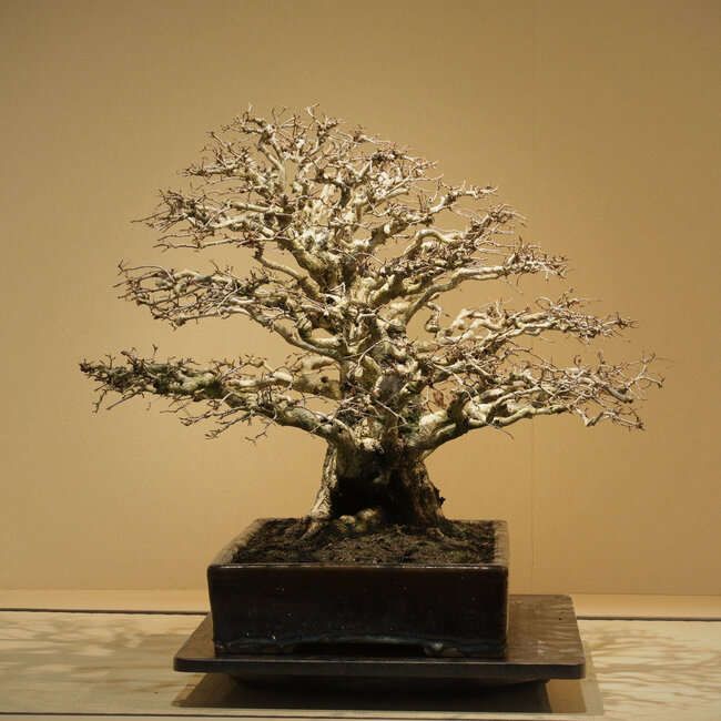 Carpinus coreana, 52 cm, ± 50 años, con un ahusamiento excepcionalmente bueno, desarrollo de las ramas y nebari de 30 cm, sin cicatrices, en una maceta china antigua hecha a mano en Namako Nakawatari
