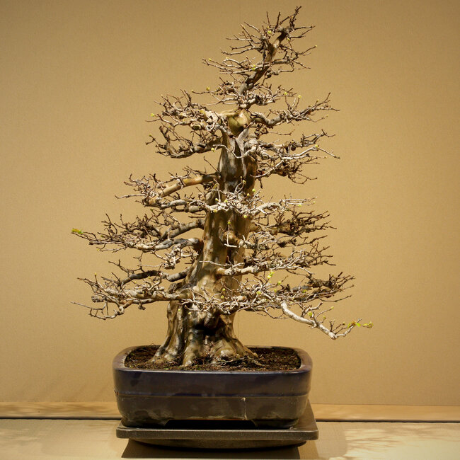 Pseudocydonia sinensis, 65 cm, ± 35 ans, avec une conicité et une ramification exceptionnellement bonnes, sans cicatrices, dans un pot artisanal mais endommagé de Yamafusa