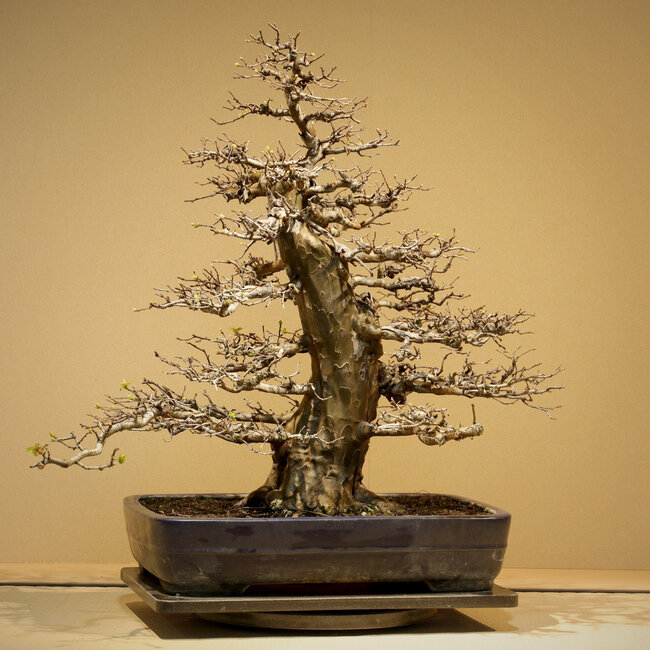 Pseudocydonia sinensis, 65 cm, ± 35 ans, avec une conicité et une ramification exceptionnellement bonnes, sans cicatrices, dans un pot artisanal mais endommagé de Yamafusa