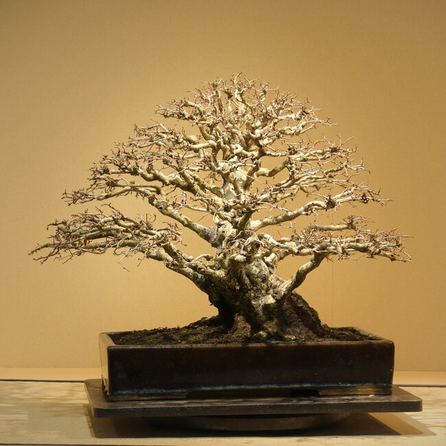 Carpinus coreana, 52 cm, ± 50 years old, with an exceptionally good tapering,  branch setting and nebari of 30 cm, without scars, in a handmade antique Chinese pot in Namako Nakawatari