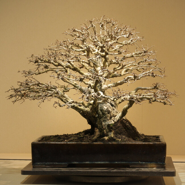 Carpinus coreana, 52 cm, ± 50 anni, con una conicità eccezionalmente buona, un'allegagione dei rami e un nebari di 30 cm, senza cicatrici, in un antico vaso cinese fatto a mano a Namako Nakawatari