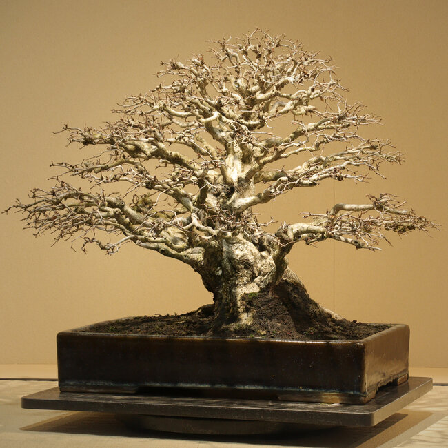 Carpinus coreana, 52 cm, ± 50 anni, con una conicità eccezionalmente buona, un'allegagione dei rami e un nebari di 30 cm, senza cicatrici, in un antico vaso cinese fatto a mano a Namako Nakawatari