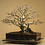 Carpinus coreana, 52 cm, ± 50 años, con un ahusamiento excepcionalmente bueno, desarrollo de las ramas y nebari de 30 cm, sin cicatrices, en una maceta china antigua hecha a mano en Namako Nakawatari