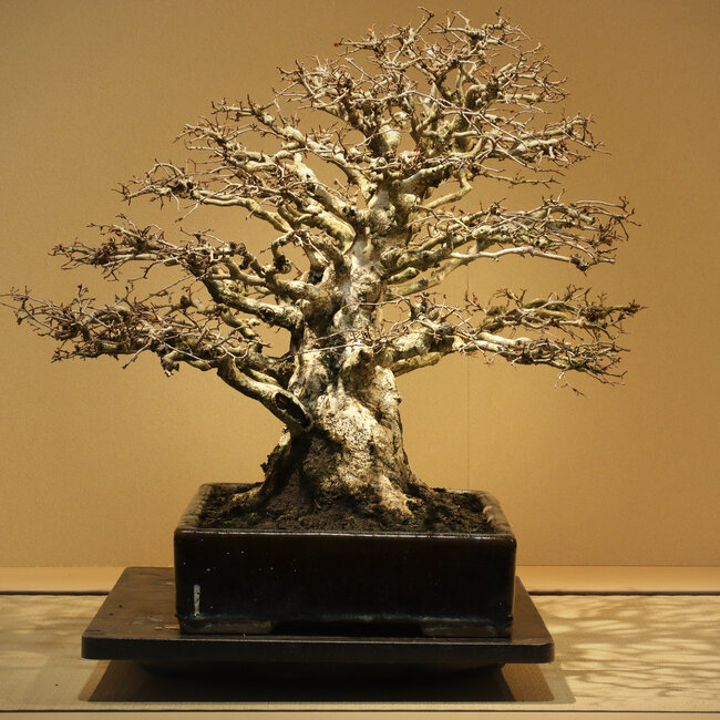 Carpinus coreana, 52 cm, ± 50 ans, avec une conicité exceptionnelle, une insertion de branches et un nebari de 30 cm, sans cicatrices, dans un pot chinois ancien fait main à Namako Nakawatari