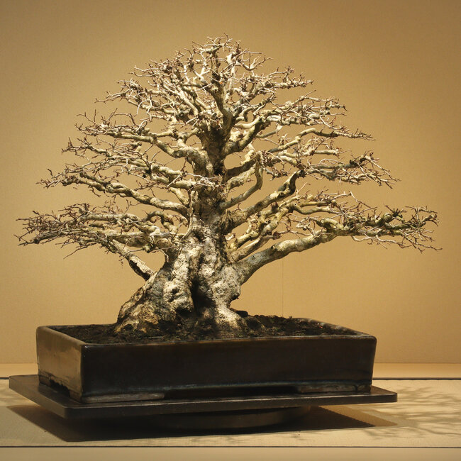 Carpinus coreana, 52 cm, ± 50 ans, avec une conicité exceptionnelle, une insertion de branches et un nebari de 30 cm, sans cicatrices, dans un pot chinois ancien fait main à Namako Nakawatari