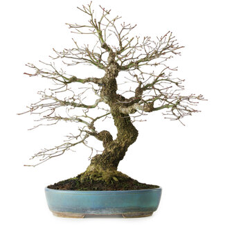 Acer palmatum Arakawa, 44 cm, ± 30 ans