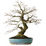 Acer palmatum Arakawa, 44 cm, ± 30 ans