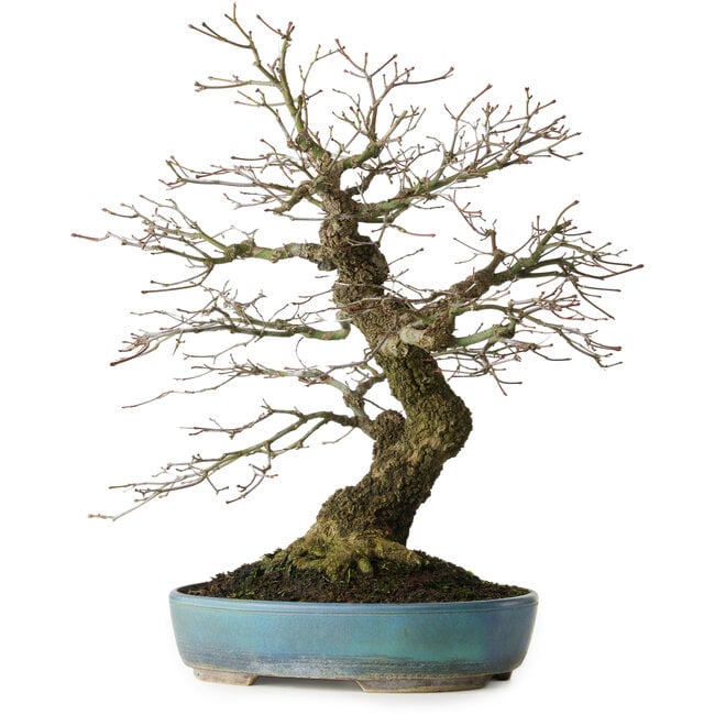 Acer palmatum Arakawa, 44 cm, ± 30 Jahre alt