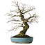 Acer palmatum Arakawa, 44 cm, ± 30 jaar oud