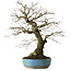 Acer palmatum Arakawa, 44 cm, ± 30 jaar oud