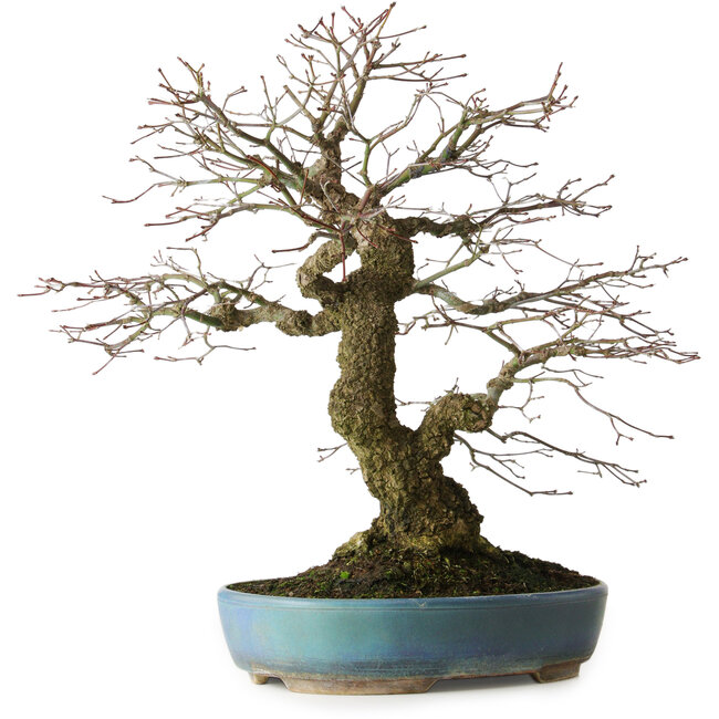 Acer palmatum Arakawa, 44 cm, ± 30 anni