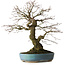 Acer palmatum Arakawa, 44 cm, ± 30 years old