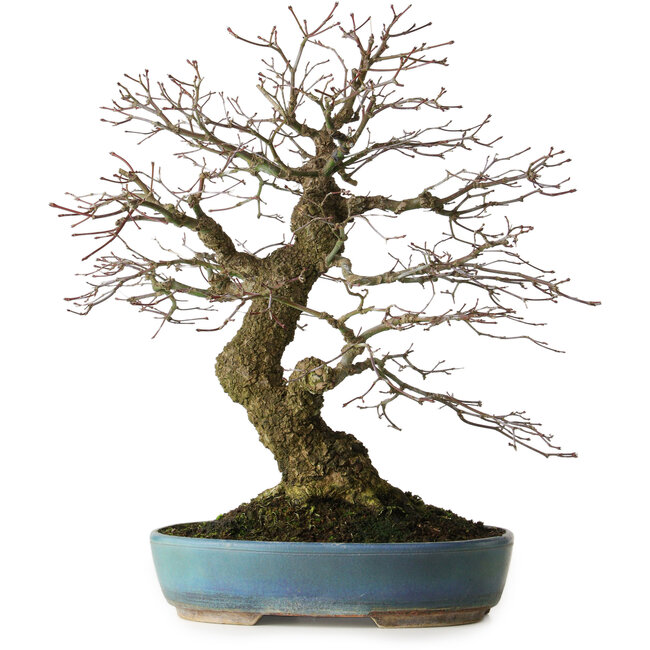 Acer palmatum Arakawa, 44 cm, ± 30 anni