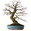 Acer palmatum Arakawa, 44 cm, ± 30 years old