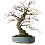 Acer palmatum Arakawa, 44 cm, ± 30 Jahre alt