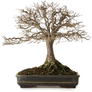 Zelkova serrata, 30 cm, ± 25 anni