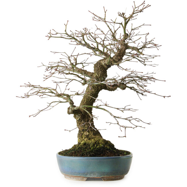 Acer palmatum Arakawa, 44 cm, ± 30 years old