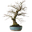 Acer palmatum Arakawa, 44 cm, ± 30 jaar oud