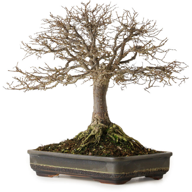 Zelkova serrata, 30 cm, ± 25 años