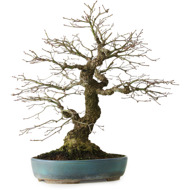 Acer palmatum Arakawa, 44 cm, ± 30 years old