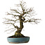 Acer palmatum Arakawa, 44 cm, ± 30 years old