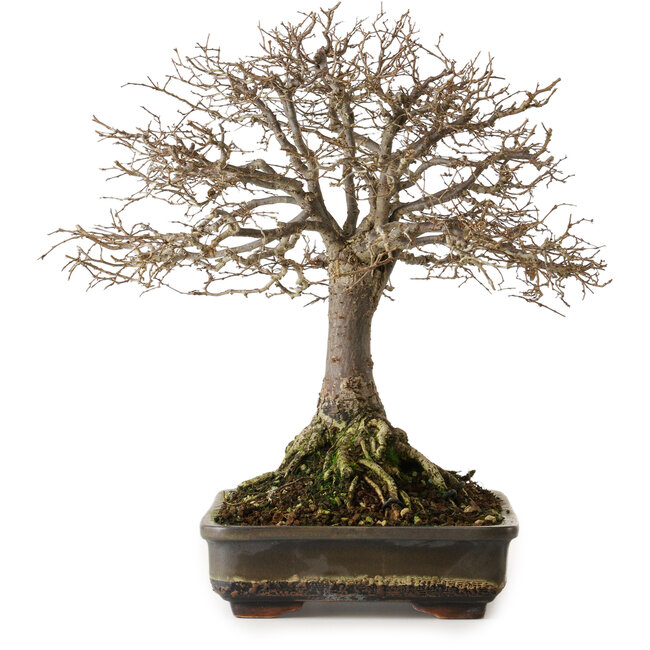 Zelkova serrata, 30 cm, ± 25 years old