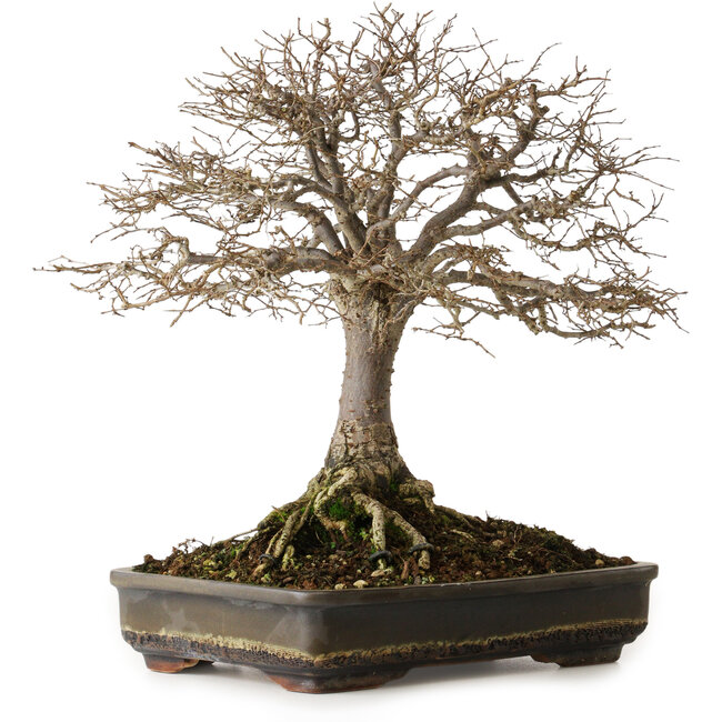 Zelkova serrata, 30 cm, ± 25 anni