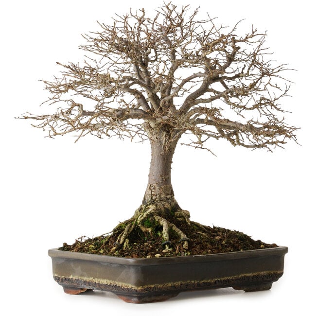 Zelkova serrata, 30 cm, ± 25 jaar oud