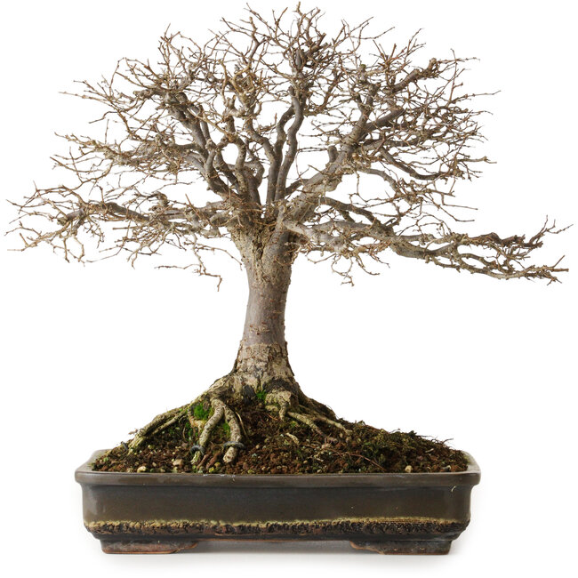 Zelkova serrata, 30 cm, ± 25 Jahre alt