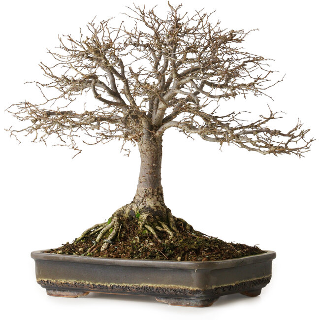 Zelkova serrata, 30 cm, ± 25 years old