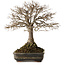 Zelkova serrata, 30 cm, ± 25 jaar oud