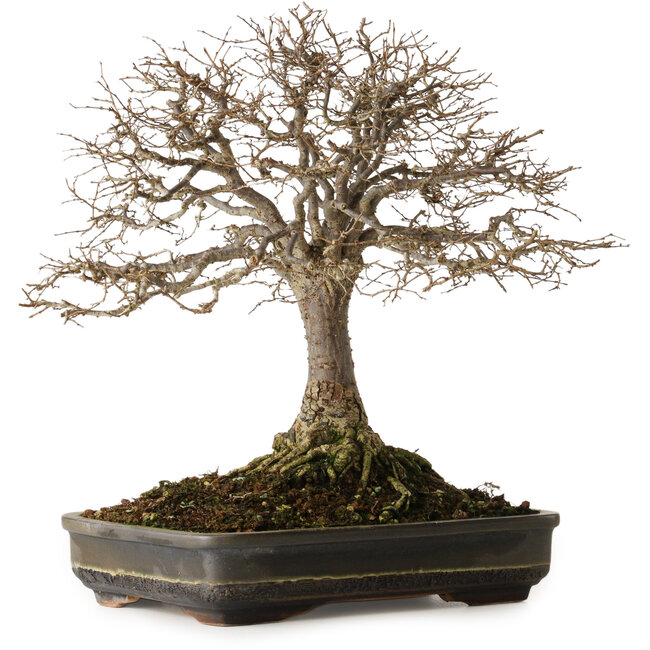 Zelkova serrata, 30 cm, ± 25 ans