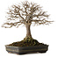 Zelkova serrata, 30 cm, ± 25 años