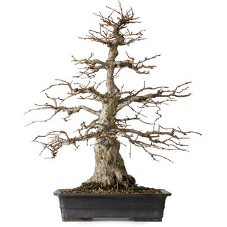 Carpinus coreana, 52,5 cm, ± 25 anni