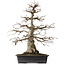 Carpinus coreana, 52,5 cm, ± 25 years old