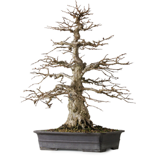Carpinus coreana, 52,5 cm, ± 25 años