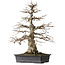 Carpinus coreana, 52,5 cm, ± 25 jaar oud