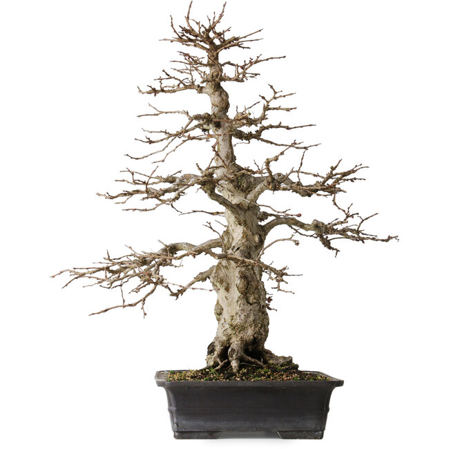 Carpinus coreana, 52,5 cm, ± 25 jaar oud