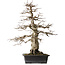 Carpinus coreana, 52,5 cm, ± 25 jaar oud