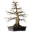 Carpinus coreana, 52,5 cm, ± 25 years old