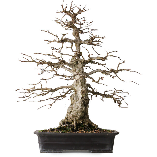 Carpinus coreana, 52,5 cm, ± 25 jaar oud