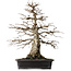 Carpinus coreana, 52,5 cm, ± 25 ans