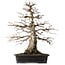 Carpinus coreana, 52,5 cm, ± 25 years old
