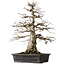 Carpinus coreana, 52,5 cm, ± 25 Jahre alt
