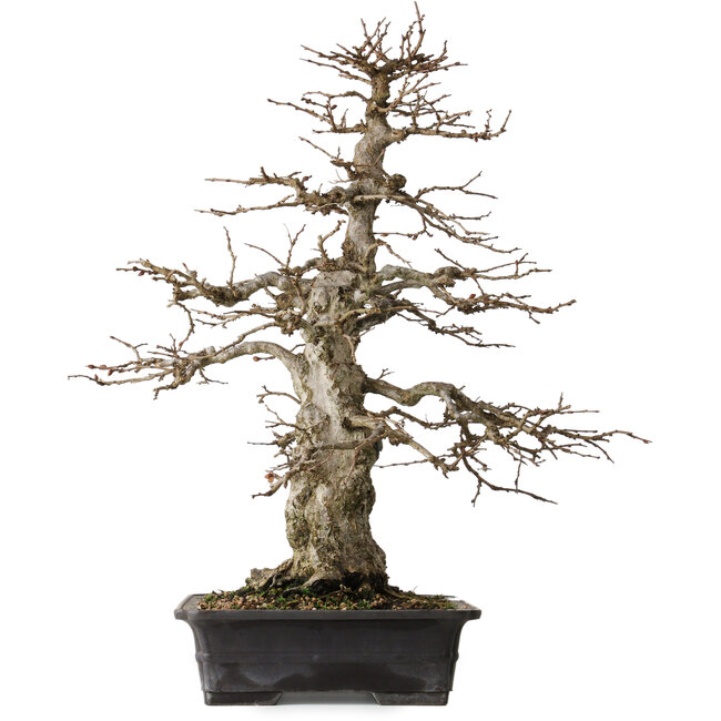 Carpinus coreana, 52,5 cm, ± 25 anni