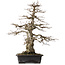 Carpinus coreana, 52,5 cm, ± 25 Jahre alt